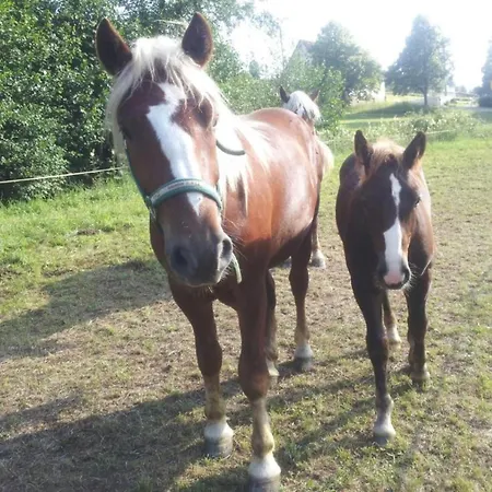 Am Neuhausbauernhof Königsfeld im Schwarzwald
