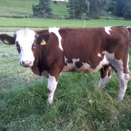 Am Neuhausbauernhof Dom wakacyjny *